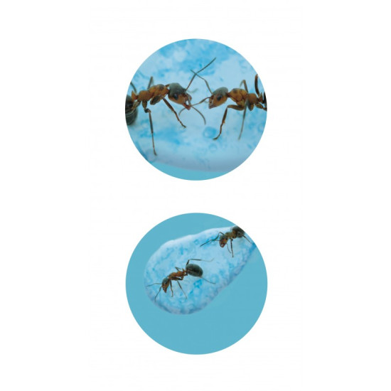 Akvárium pre mravce je veľmi štýlový doplnok a skvelý darček do každej domácnosti.