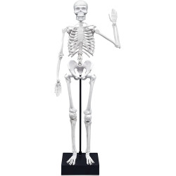 Ľudská kostra 45cm