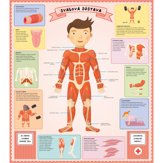 Šesť veľkých rozkladacích máp v tejto encyklopédii predstaví detským čitateľom ľudské telo vrátane všetkých orgánov a funkcií.