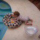Nafukovacie koleso pre bábätká Leopard béžový