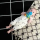 Hryzačka/hrkálka Opus’s Shake & Soothe™ 0m+ Baby Einstein 13157-6
