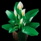 LEGO Botanicals 11504 Lopatkovec