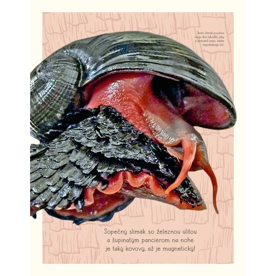 Svet vody a jeho zázraky – kniha o živote pod hladinou s fotografiami a ilustráciami