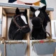 Bieco Hobby Horsing na tyči koník čierny, veľ. S BIECO_74000226